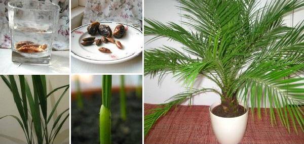 Финиковая пальма из косточки в домашних условиях: как вырастить и ухаживать?
