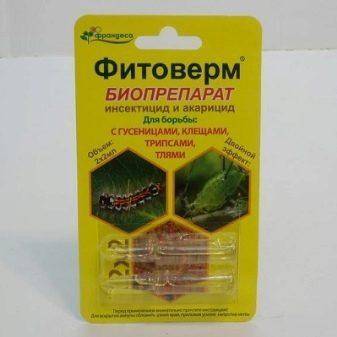 Комнатное растение кротон: посадка, размножение и уход