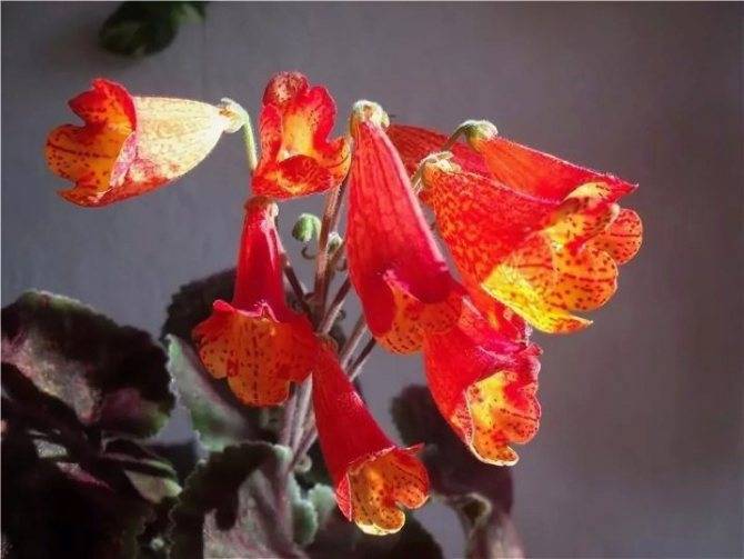 Смитианта (Smithiantha) – уход, фото, виды