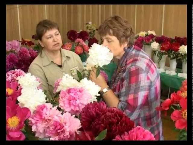 Пионы: посадка, пересадка и размножение