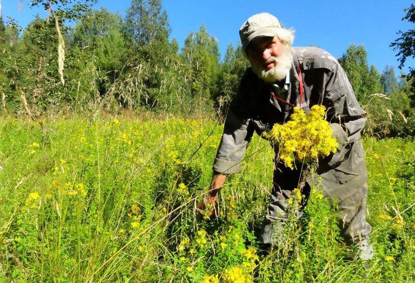 Зверобой - как вырастить, как ухаживать, полезные свойства