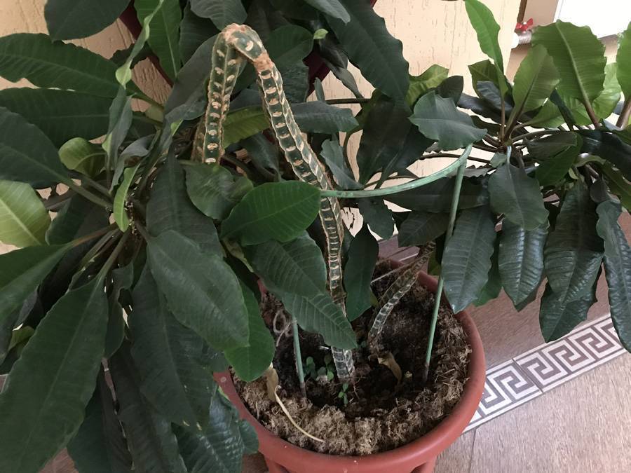 Молочай комнатный