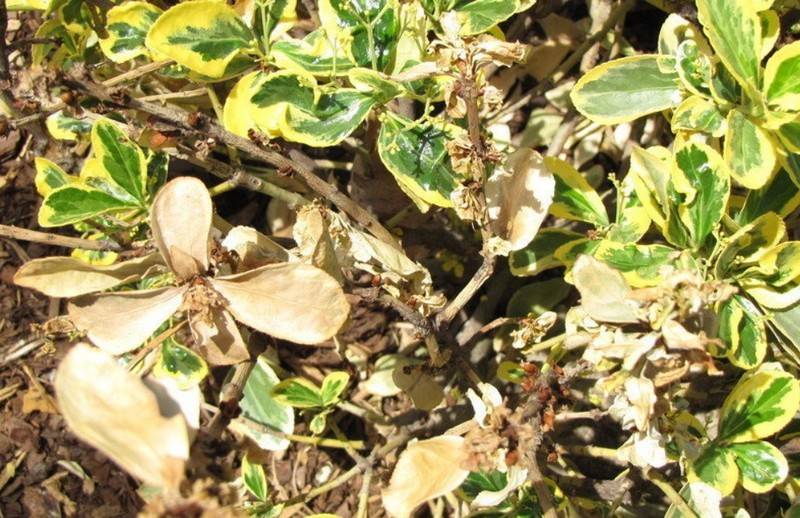 Бересклет (Euonymus) – уход, фото, виды