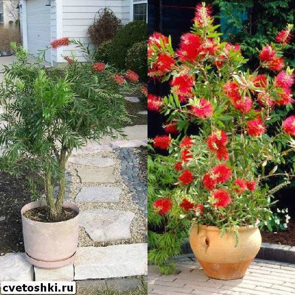 Семь популярных видов каллистемона для домашнего выращивания