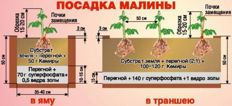 Ремонтантная малина - посадка и уход в открытом грунте без химии, описание сортов
ремонтантная малина - посадка и уход в открытом грунте без химии, описание сортов
    adblockrecovery.ru