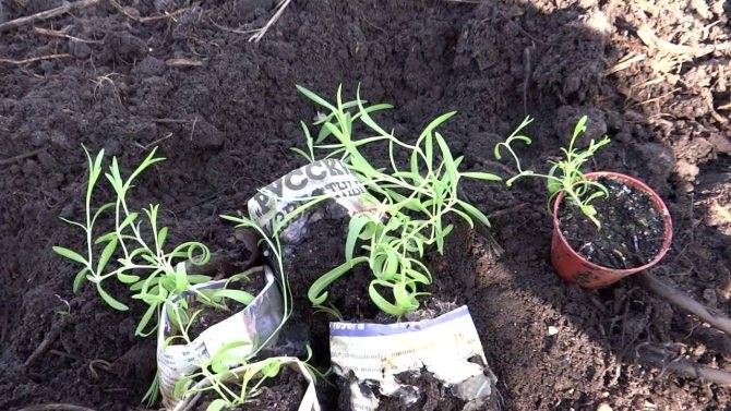 Цветок гвоздика: описание с фото, сорта, особенности разведения и рекомендации по уходу