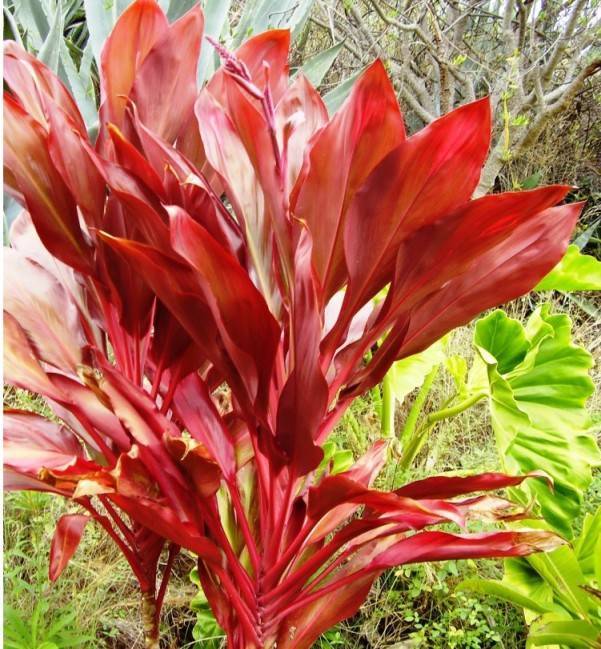 Кордилина (Cordyline) – уход, фото, виды