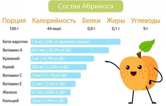 Абрикос: выращивание в саду, виды и сорта