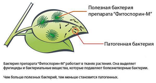 Обработка томатов фитоспорином