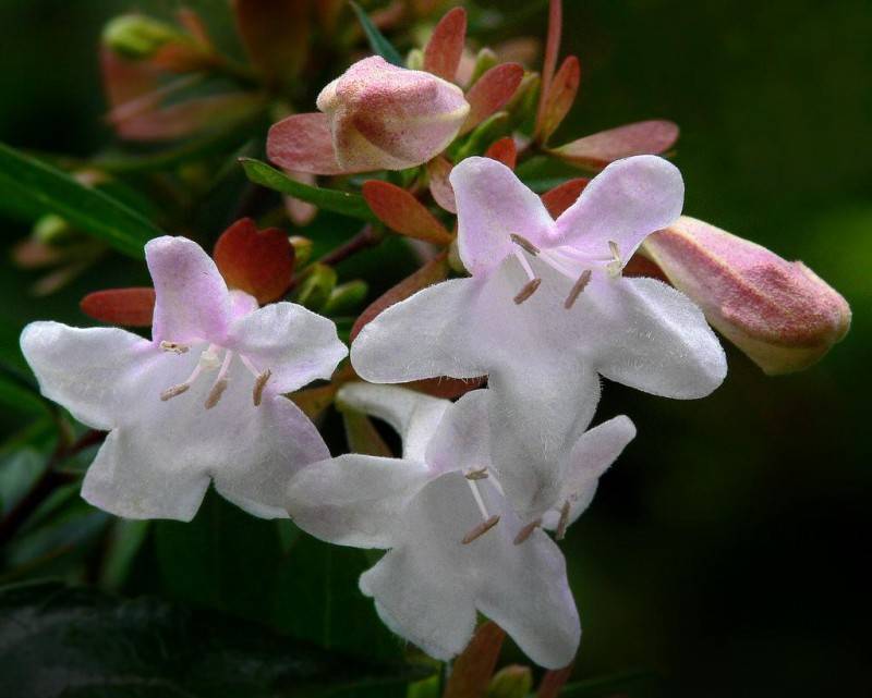 Абелия (Abelia) – уход, фото, виды