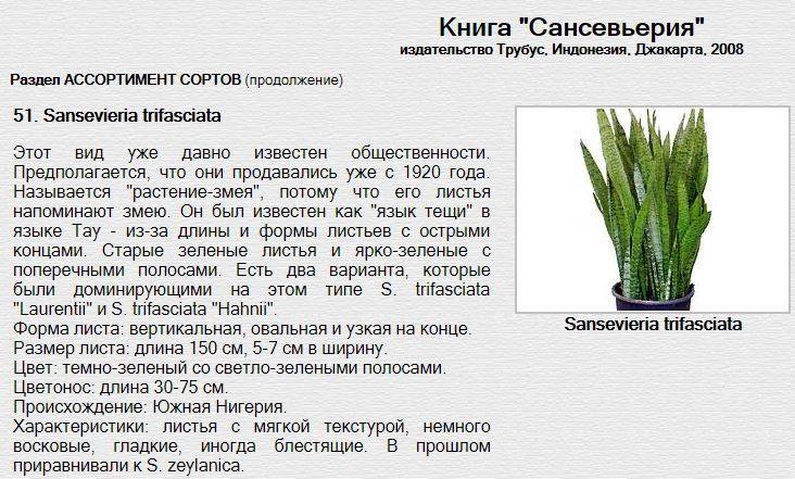 Сансевиерия трехполосная: уход в домашних условиях