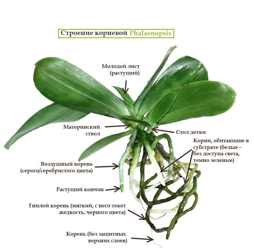 Как отличить орхидею. Анатомия орхидеи фаленопсис. Орхидея фаленопсис Хазард. Орхидея фаленопсис корни. Строение листа орхидеи фаленопсис.