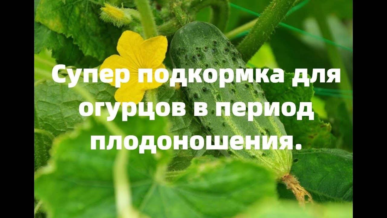 Как повысить урожайность огурцов: 10 полезных советов