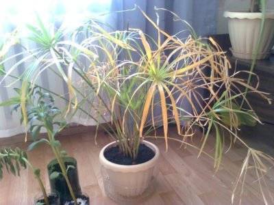 Циперус (Cyperus) – уход, фото, виды