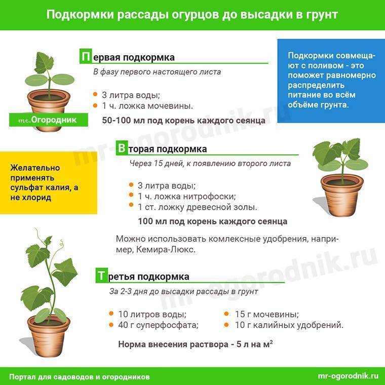 Лучшие подкормки для комнатных растений без вредной химии