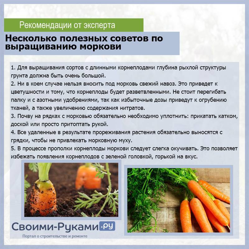 Подготовка семян моркови к посеву: как подготовить и обработать