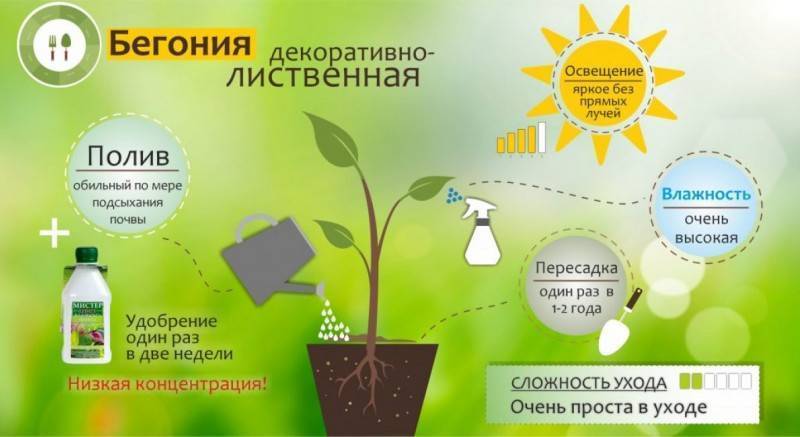 Бегония: уход в домашних условиях, фото, обрезка, пересадка