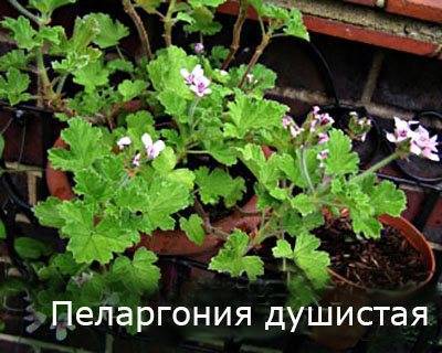 Чем герань отличается от пеларгонии: описание, особенности выращивания и полива, фото