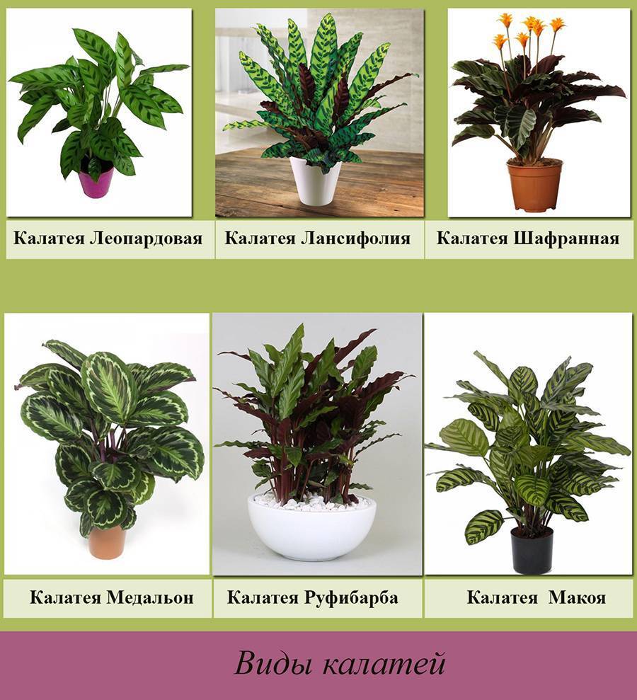 Лучшие комнатные растения