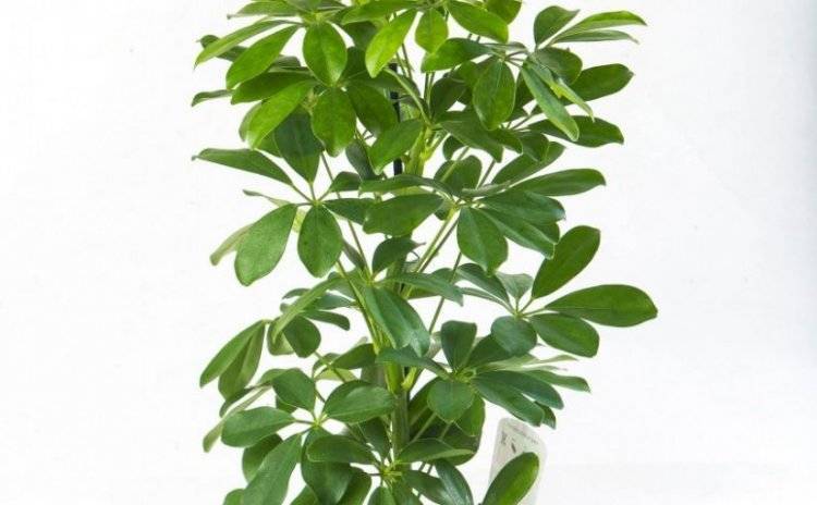Шефлера (Schefflera) – уход, фото, виды