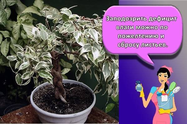 Фикус: уход в домашних условиях, формирование кроны, полив, пересадка