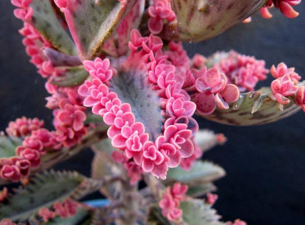 Живое дерево: посадка, советы по уходу и правильное выращивание