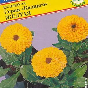 Календула: как выглядит, где растет, описание