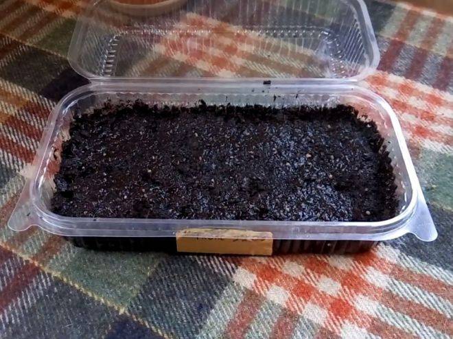 Флоксы: описание выращивания из семян