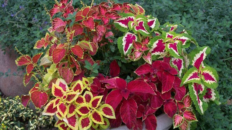 Фиттония (Fittonia) – уход, фото, виды