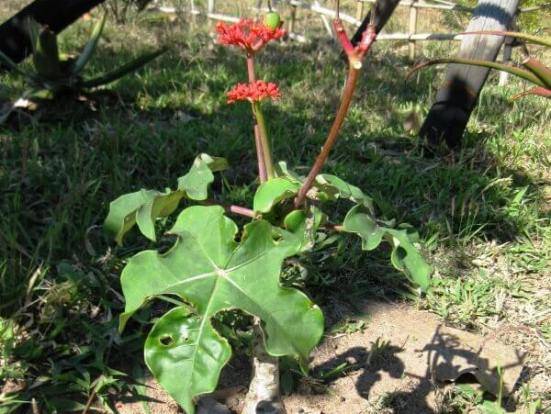 Ятрофа (Jatropha) – уход, фото, виды