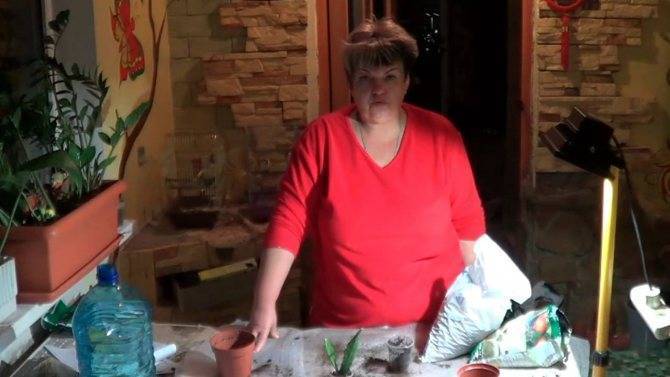 Эпифиллум — уход в домашних условиях, фото видов, размножение