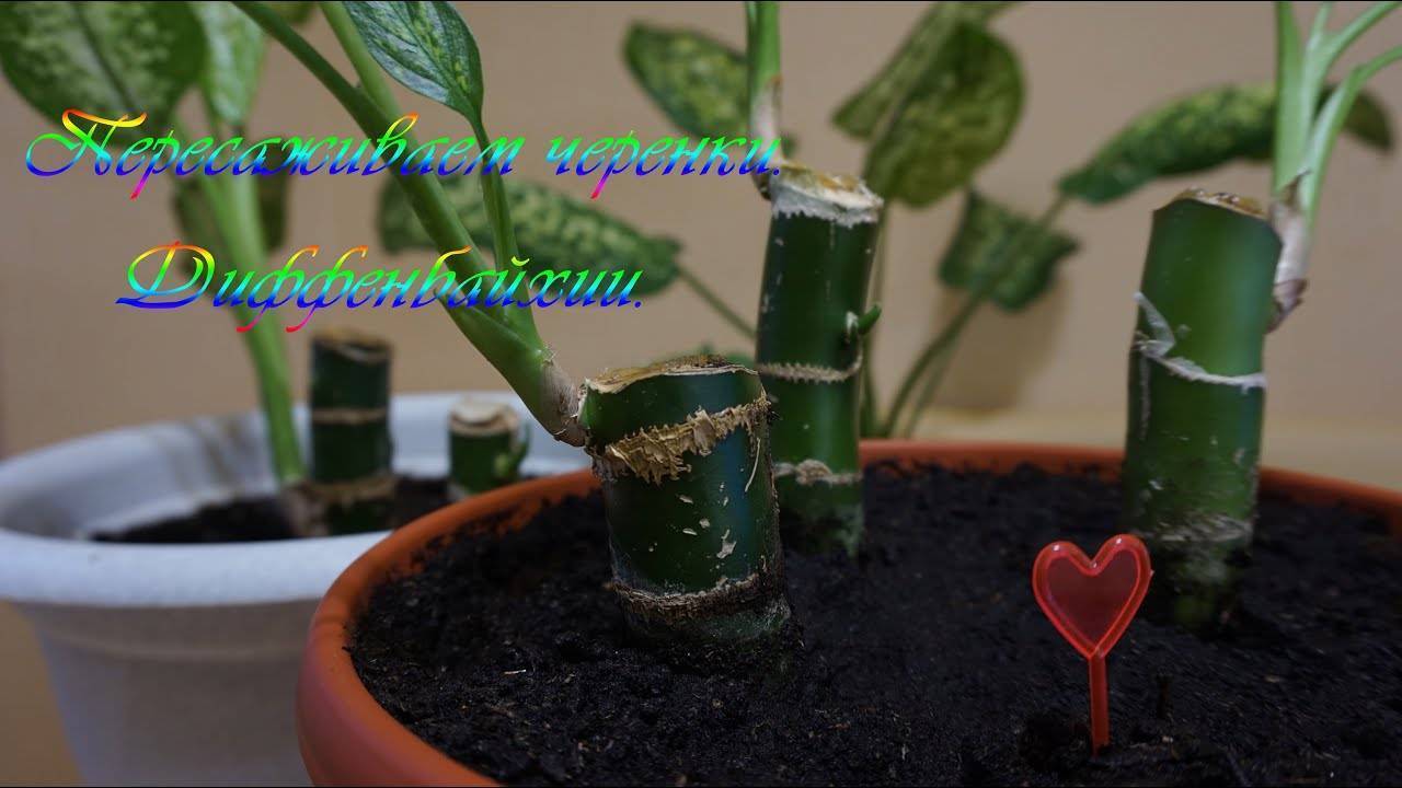 Как размножить диффенбахию