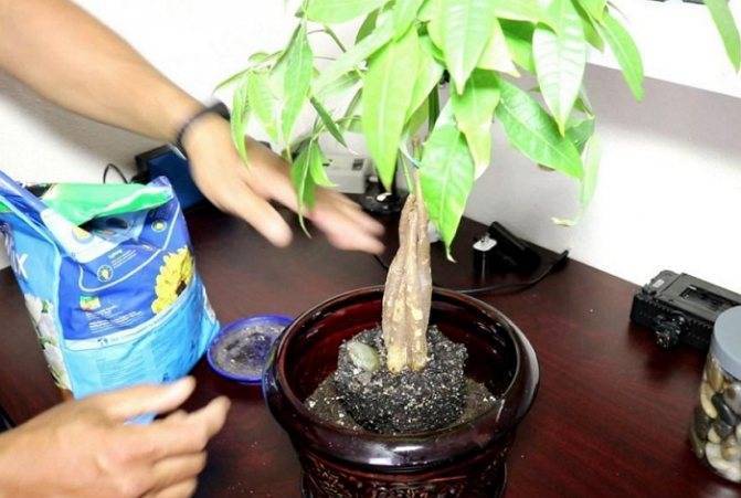 Уход за пахирой в домашних условиях: как сохранить декоративные свойства