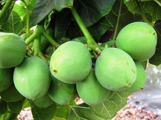 Ятрофа (Jatropha) – уход, фото, виды