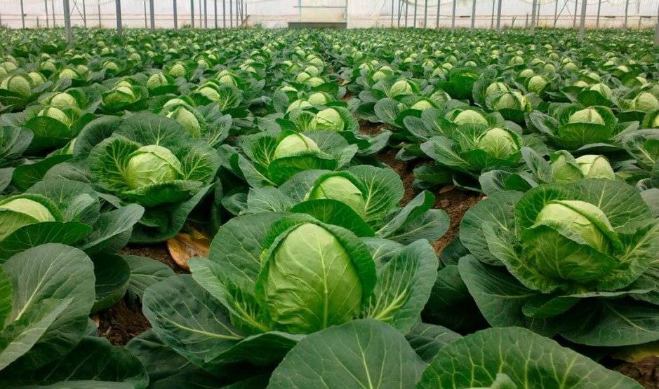 Выращивание белокочанной капусты в открытом грунте: выбор сорта, технология ухода, сбор урожая