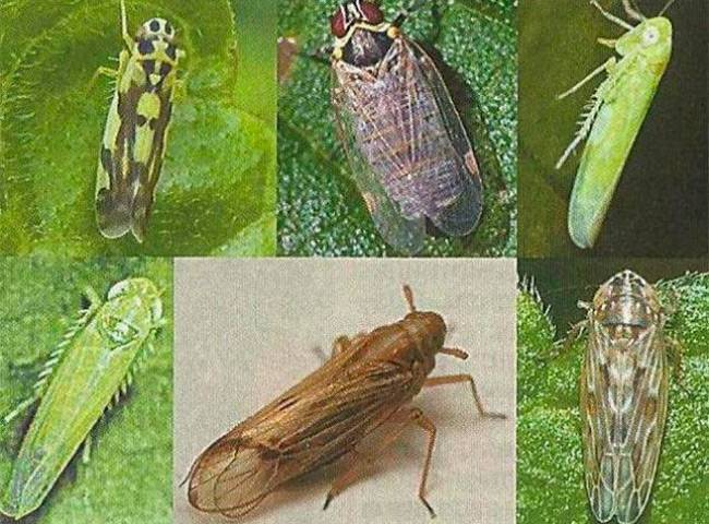 Мозаика: профилактика и меры борьбы