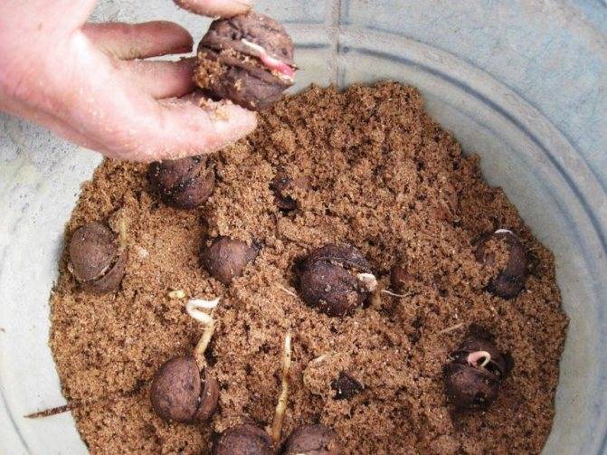 Как вырастить грецкий орех из орешка – можно ли обойтись без стратификации?
