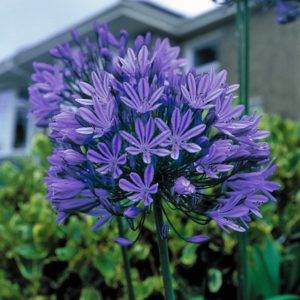 Агапантус (Agapanthus) – уход, фото, виды
