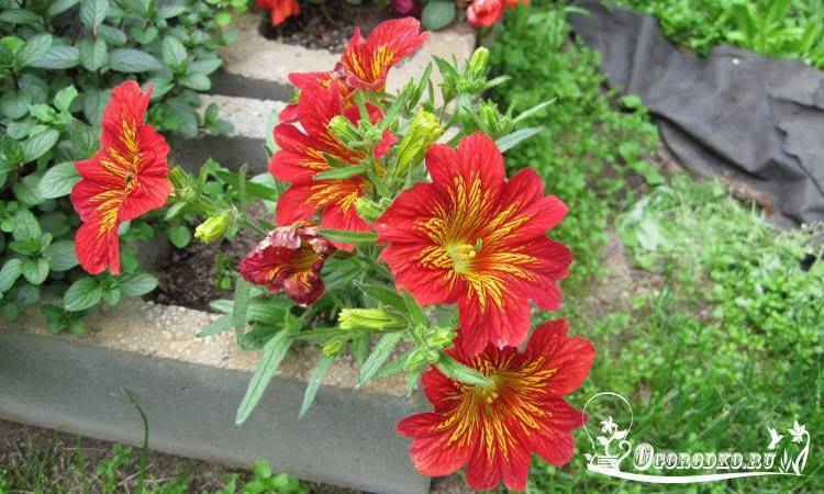Сальпиглоссис: фото, сорта, посадка, выращивание и уход