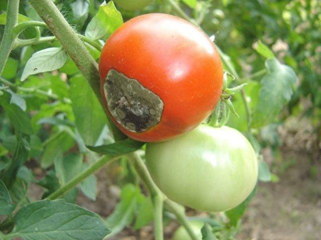 Борная кислота как удобрение для растений