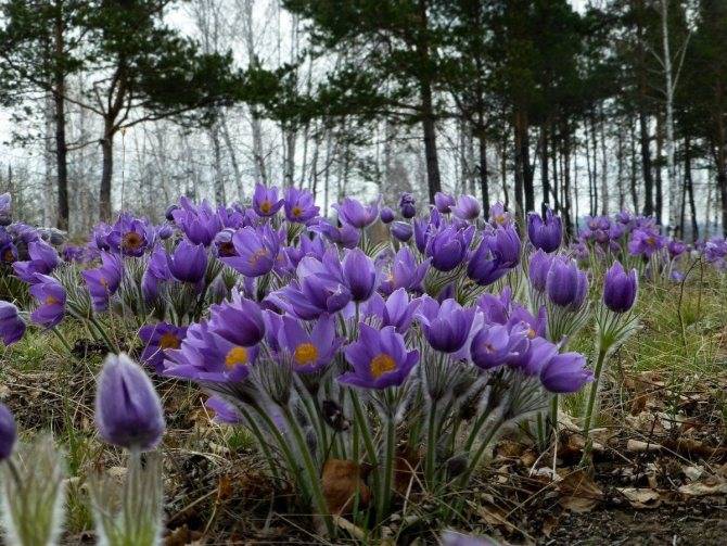 Крокусы – выращивание в саду
