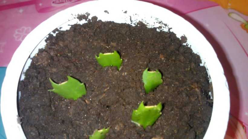 Цветок декабрист: фото, описание, уход