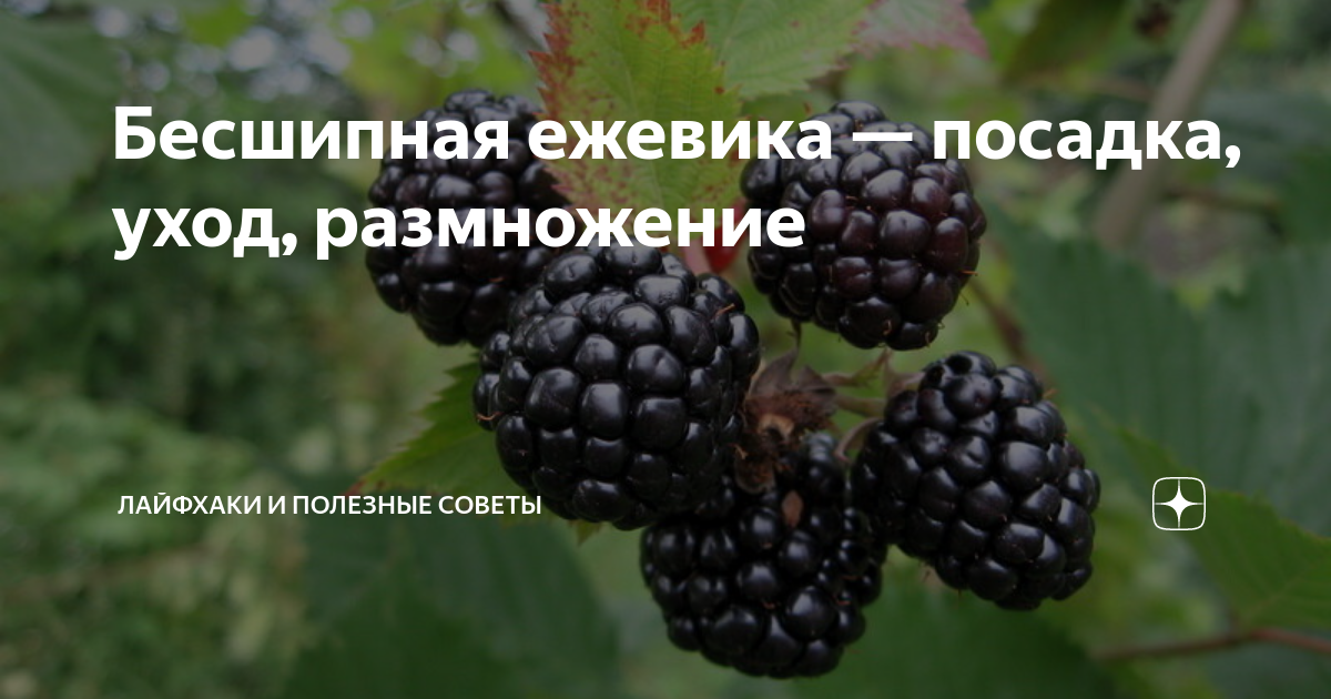 Садовая ежевика: посадка и уход, обрезка, вредители и болезни с фото, сорта с описанием