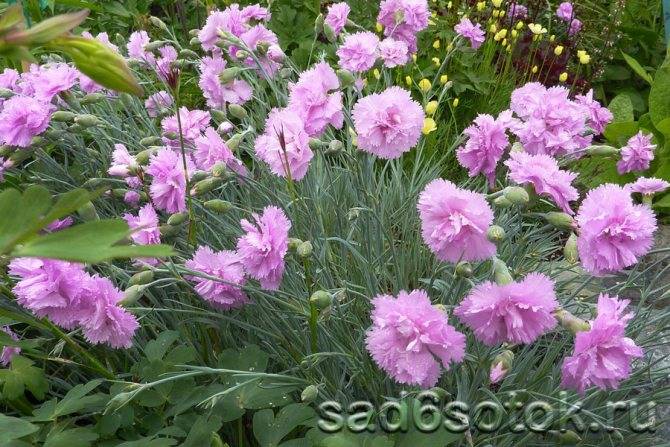 Цветок гвоздика: описание с фото, сорта, особенности разведения и рекомендации по уходу