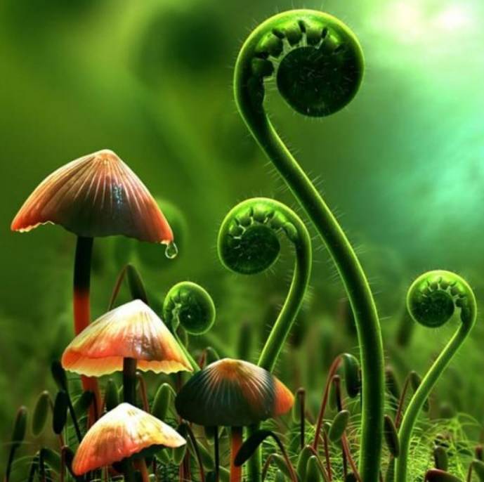 Факты о растениях