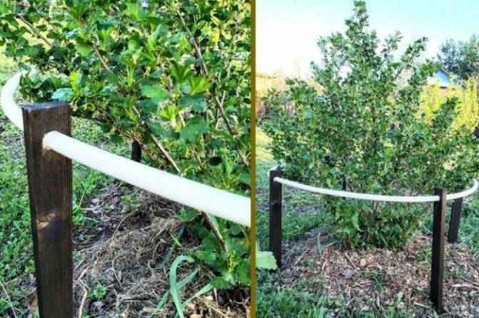 Живая изгородь из смородины – получается просто и красиво