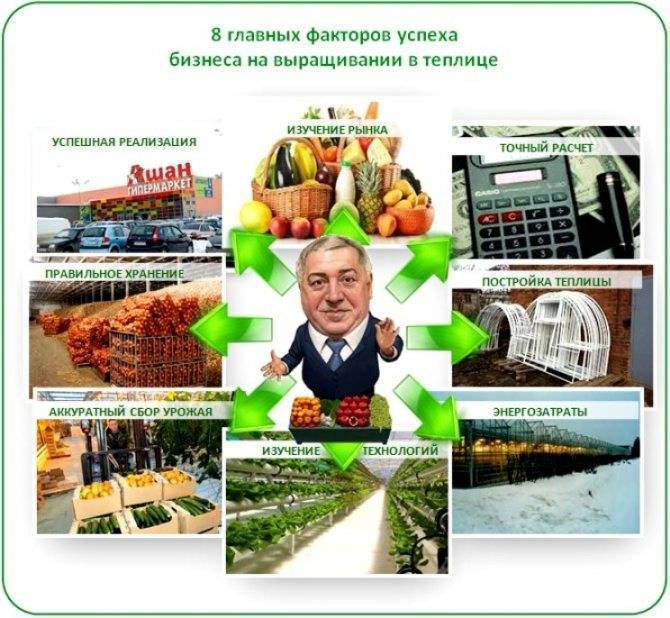 Помидоры черри на дачном участке