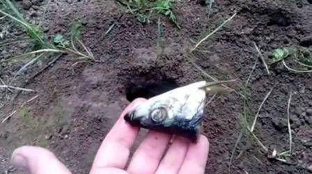 Кроты: чем опасны и как от них избавиться