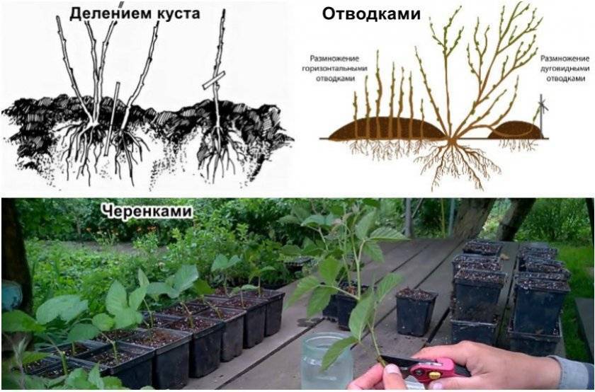 Черная бузина: посадка и уход в открытом грунте, способы размножения, лучшие сорта