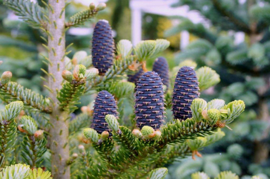 Пихта: выращивание, размножение, виды и сорта